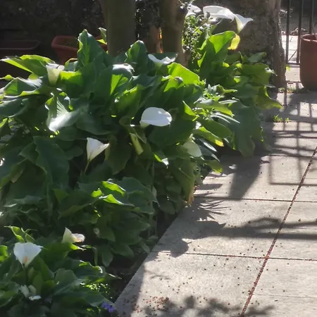 Real Santo Antonio Bed & Breakfast