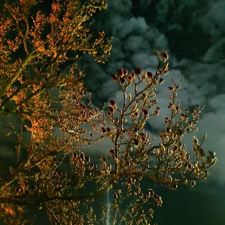 Real Santo António Alojamento de Acomodação e Pequeno-almoço