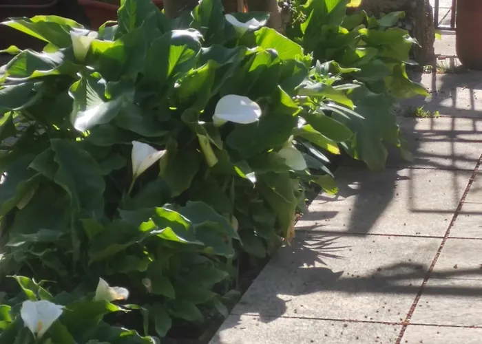 Real Santo Antonio Nocleg ze śniadaniem